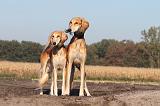 SALUKI 008